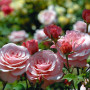 Роза Romantic Antike