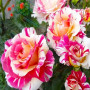 Троянда Vanille Fraise