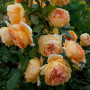 Троянда Crown Princess Margareta