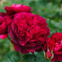 Троянда Darcey Bussell