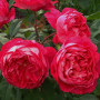 Троянда Benjamin Britten