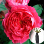 Троянда Benjamin Britten