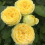 Троянда Lemon Pompon
