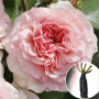 Троянда Mariatheresia