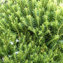 Хебе самшитолиста Buxifolia 0,5 л