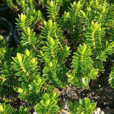 Хэббе самшитолистный Buxifolia 0,5 л