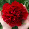 Півонія Red Charm