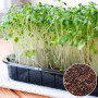 Кіноа чорне насіння мікрозелені 10 г