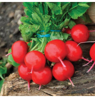 Редис Сакса 20 г Фасованное