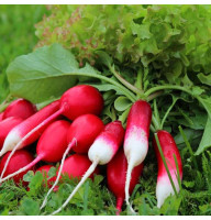 Редис 18 Дней 20 г Фасованное