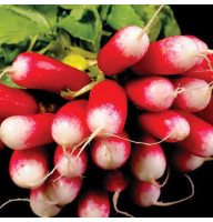 Редис Французский завтрак 20 г Фасованное