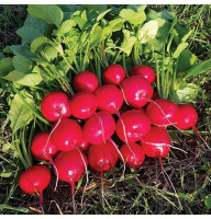 Редис Селеста 20 г Фасованное