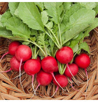 Редиска Селеста 3 г Фасоване