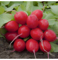 Редиска Чемпион 3 г Фасованное