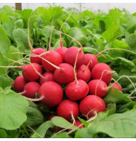 Редис Престо 3 г Фасованное