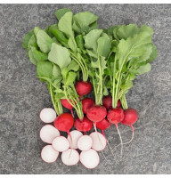 Редис Престо 20 г Фасованное