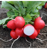 Редис Ранний Красный 3 г Фасованное