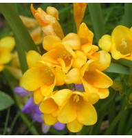 Фрезія Single Yellow