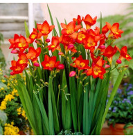 Фрезія Single Red