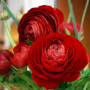 Лютик Ranunculus Tomer Red