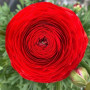 Лютик Ranunculus Tomer Red