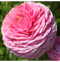 Лютик Ranunculus Rose