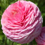 Лютик Ranunculus Tomer Pink