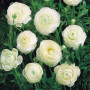 Лютик Ranunculus Tomer White