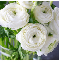 Лютик Ranunculus Tomer White