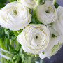 Лютик Ranunculus Tomer White