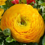 Лютик Ranunculus Tomer Yellow