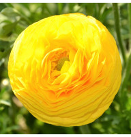 Лютик Ranunculus Tomer Yellow