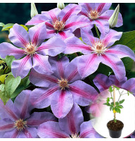 Клематис в горщику Etoile de Malicorne