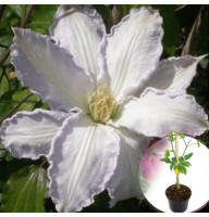 Клематис в горщику Gladys Picard