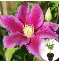 Клематис в горщику Red Pearl