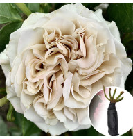 Троянда Westminster Abbey (Весмінстер Еббі)