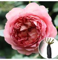 Троянда London Eye (Лондон Ай)