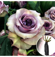 Троянда Dolcetto (Дольчетто)