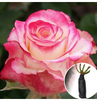 Троянда Sweetness (Світнес)