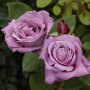 Троянда Blue Parfum