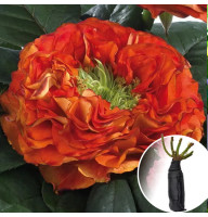 Троянда Flash Eye (Флеш Ай)