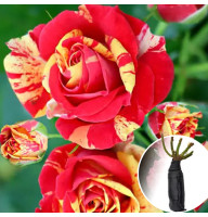 Роза Fire Flash (Фаєр Флеш)