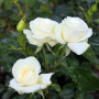 Роза White Lady