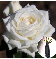 Троянда White Lady (Вайт Леді)