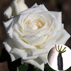 Троянда White Lady