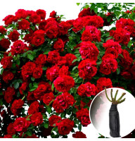 Троянда Sunset (Сансет)