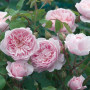 Троянда Claire Rose
