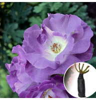 Роза Blue for You