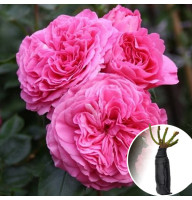 Роза Baronesse (Баронесса)