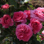 Троянда Baronesse
